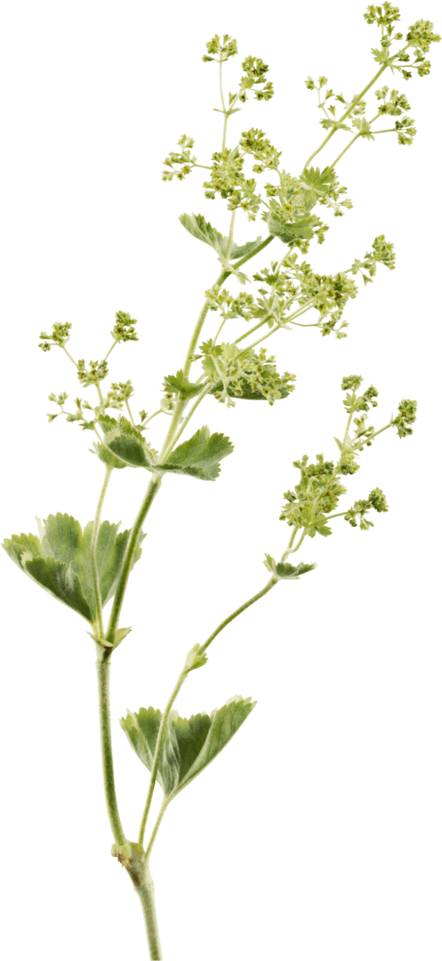 Lady's mantle